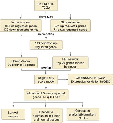 Development and Validation of a Prognostic Gene Signature Correlated With M2 Macrophage Infiltration in Esophageal Squamous Cell Carcinoma